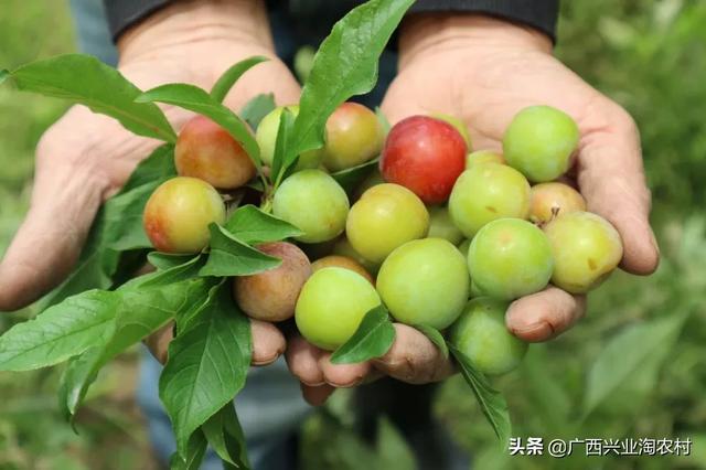 玉林市美食上线