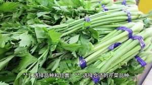 芹菜根怎么种植(芹菜怎么种植？种植过程时间表、护理要点和收获建议)