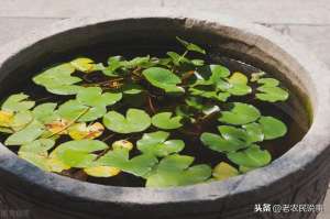 家庭用大水缸种植莲藕(农村水缸不要扔，用来种藕很划算，好看又好吃，三步教你轻松种藕)