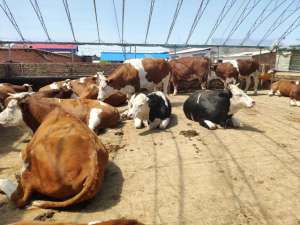 肉牛养殖牛舍建设(农村简易牛棚的建设其实很简单，很多养牛的朋友留言咨询具体情况)