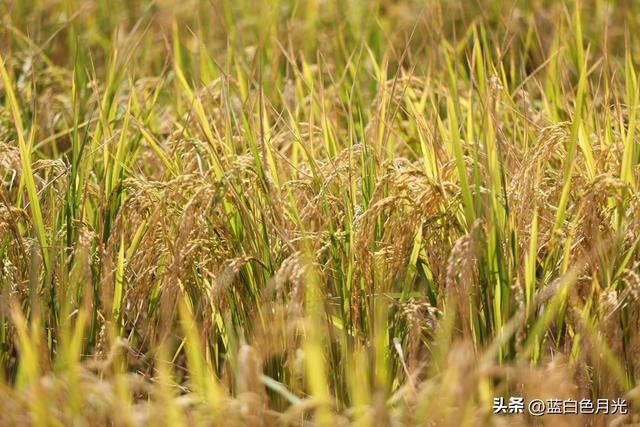 “水稻上山”技术是好还是坏