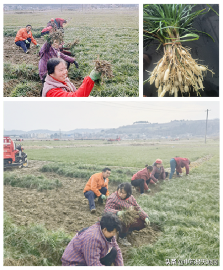 药财有道｜三台川麦冬产新开始，今年注定是个丰收年