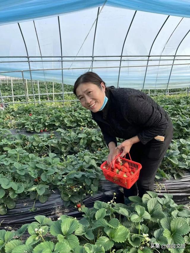 又大又甜！走，出门摘草莓！