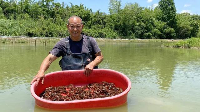 稻田+小龙虾！临安将建成6000亩综合种养基地