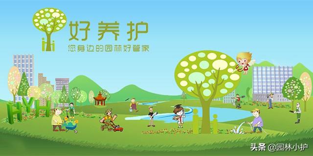 庭院竹子种植有门道，你还不知道？