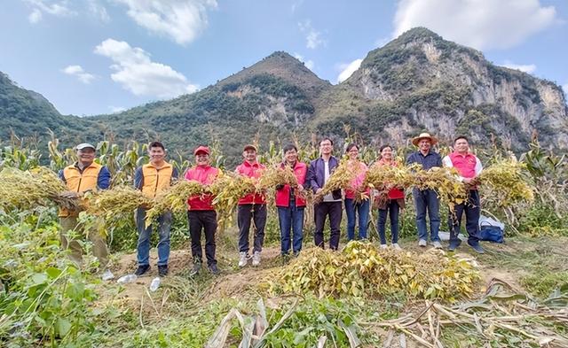 百色市西林县：大豆玉米带状复合种植获丰收