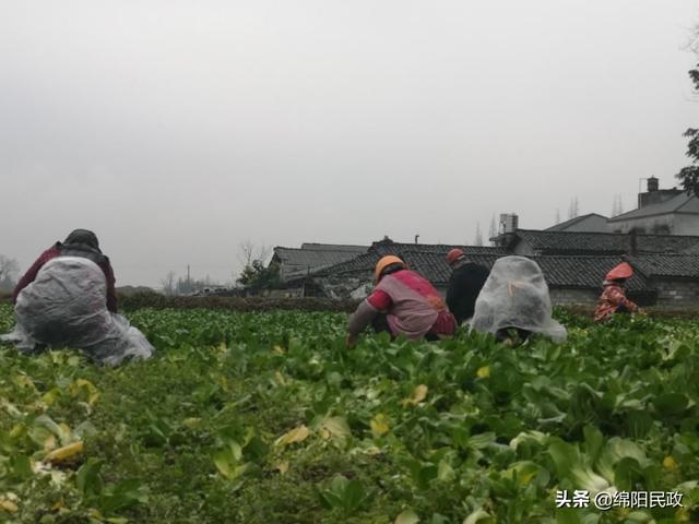 驰援武汉，绵阳45吨爱心蔬菜出发了……