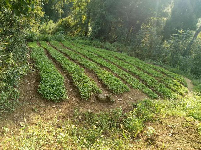 半夏 药材种植 农业创业好项目？ 锋哥告诉你实情