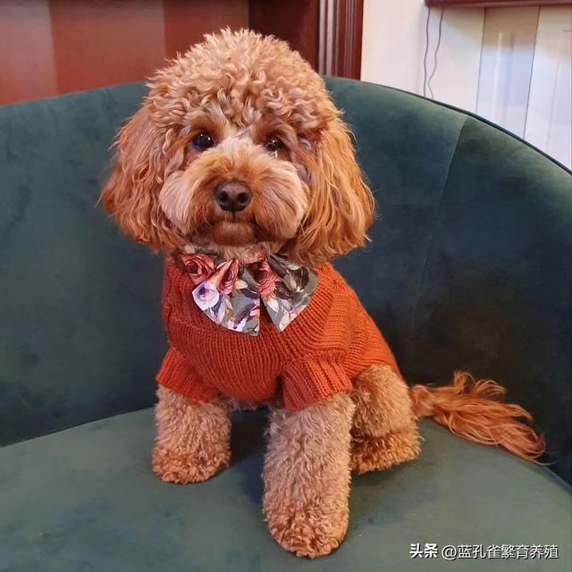 泰迪犬价格揭秘：了解这个受欢迎犬种的价格范围