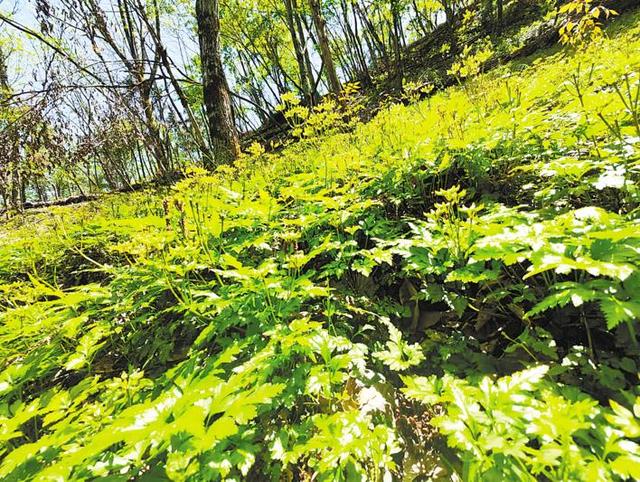 林下种黄连 深山成靠山