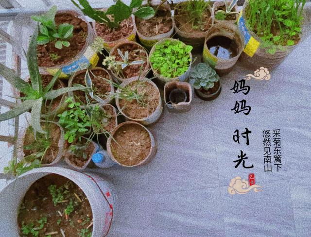 96年的我，没有农作物种植常识，把生存的本领忘了