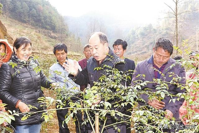 海岱镇培训金刺梨 种植管护技术