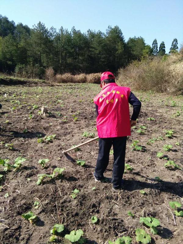 种植高山山露菜壮大村集体经济？庆元偏远乡镇有高招！