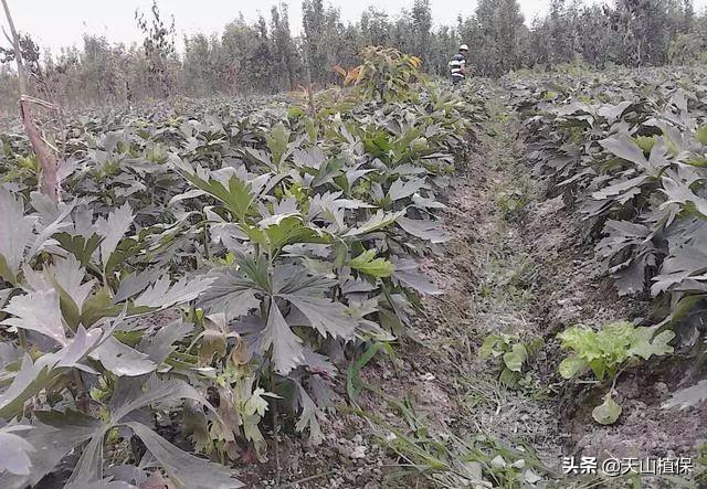 附子种植，一亩两万多，收入稳定，家里地少也能种