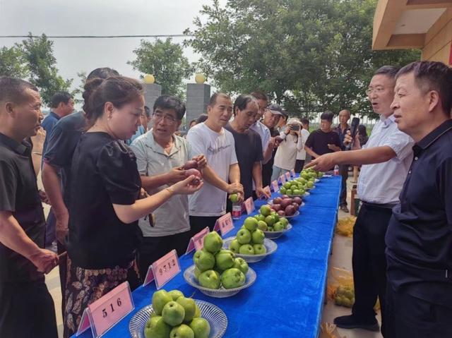 梨早熟新品种和高效栽培模式观摩培训会在蒲城召开