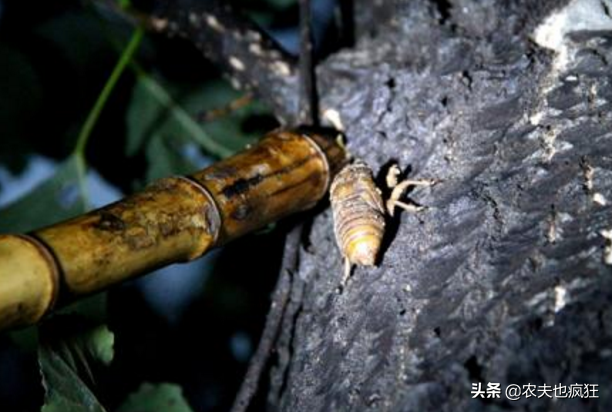 在农村，夏至后这种野味上市了，南方人不敢吃，在北方却论只卖