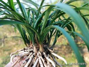 怎么种植兰花视频(兰花根系不发达，是缺少肥料吗？学会5个小技巧，半年兰根挤满盆)