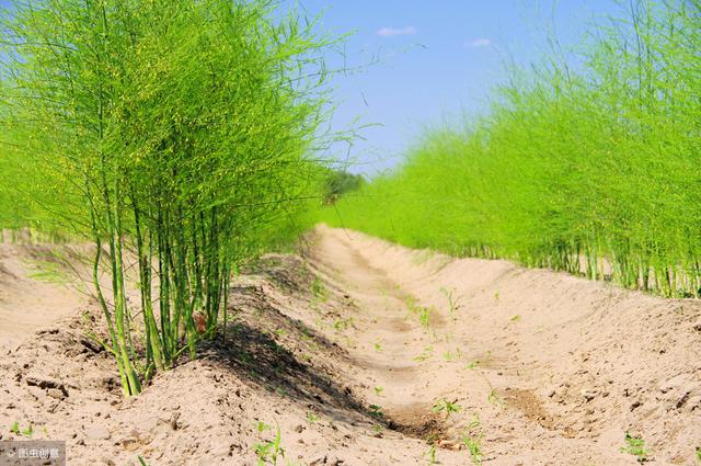 芦笋栽种一茬能采收10年，用好这些栽种管理方法，促产增收不难