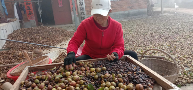 随县药山村：荒山吐新韵 油茶果飘香