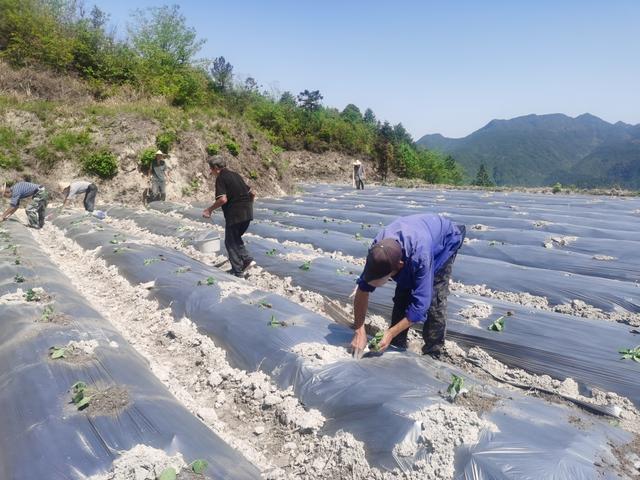 大地乡种植工业辣椒拓宽致富新渠道