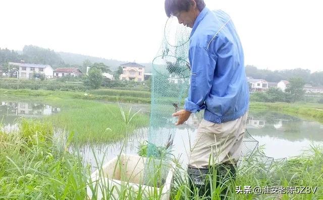 新手养殖小龙虾，选择这样的经营模式，成功概率会很高