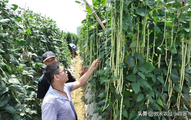 春季豆角怎样种植产量高？学会这些种植技巧，一茬一茬摘不完