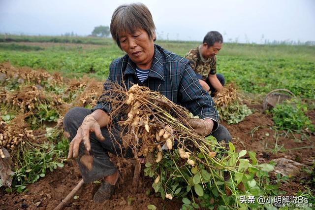 花生种植技术与管理指南！你了解多少？