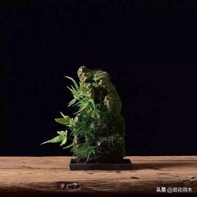 银脉凤尾蕨和银线凤尾蕨有没有区别？如何栽培？