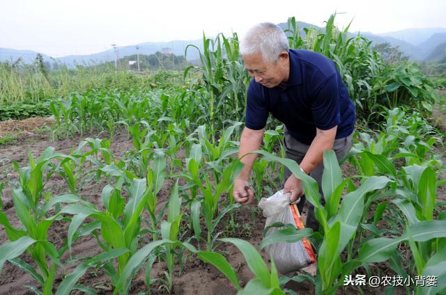 作物生长期磷肥用的巧，长势壮、用肥少，节本增产种植效益好