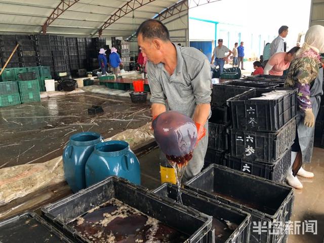 半岛记者探访青岛海蜇养殖：人工费用高，利润空间变小