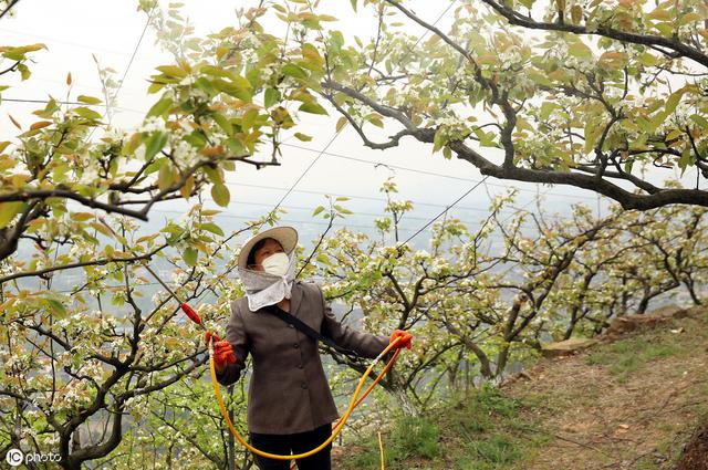 樱桃种植四大方法你知道哪个？这些知识你得懂