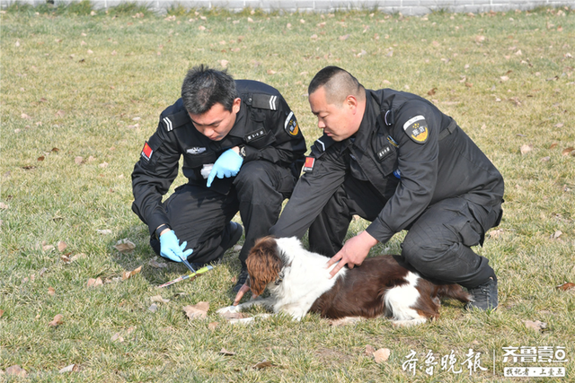 探秘警犬训练基地，原来这些特殊“警员”是这样“炼”成的