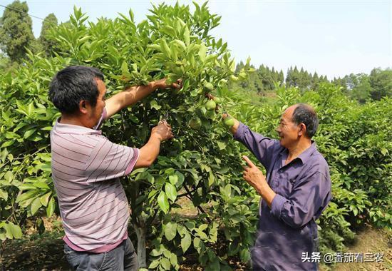 掌握柠檬育苗建园技术及4个生长期的精细管理，做到持续高产稳产