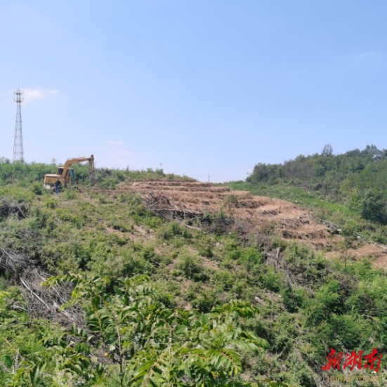 邵阳县岩口铺镇：林下种植“迷迭香” 荒山野岭变“钱庄”