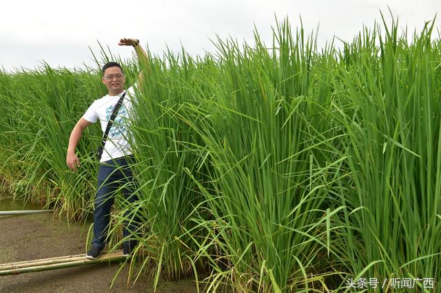 走访广西首个大型巨稻蛙基地