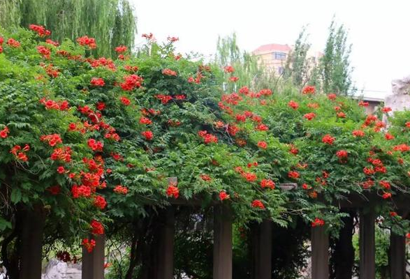 给凌霄花播种繁殖难，不如就动手扦插，4步做到位秋天就能赏花