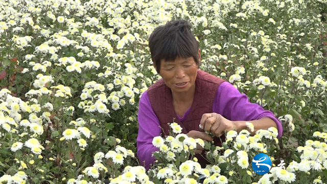 「乡村振兴」太康：400亩菊花喜获丰收