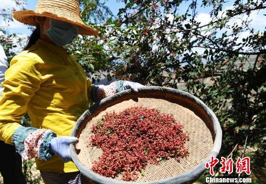 秦巴山区武都迎来花椒收获季