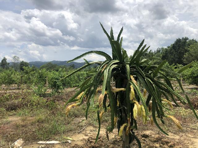 美藤果基地的多样化种植