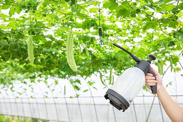 现代农业研究：拱形大棚春萝卜套种苦瓜—红苋菜高效栽培技术