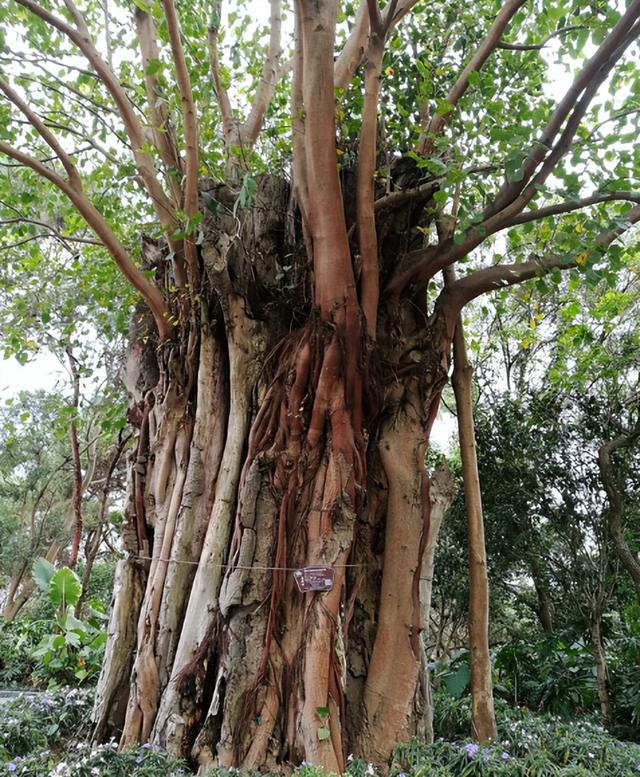 佛教中的智慧象征，浅析菩提树宜生环境和种植管理技术