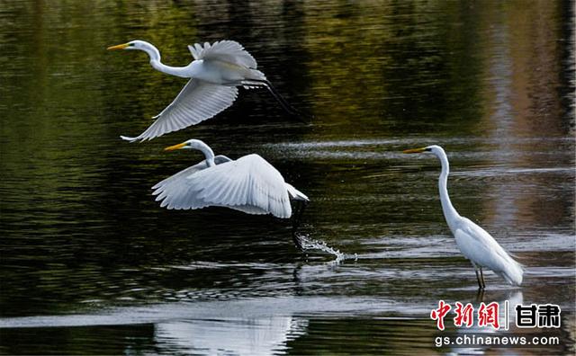 甘肃敦煌：鹭舞党河生态美