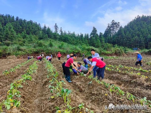 【乡村振兴】亩产值达6500多元 培地村的撂荒地建起红薯示范样板