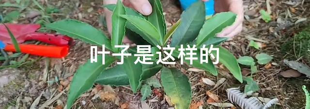 有种植物叫黄金万两，为什么越有钱的人越抢着挖它，你故乡有吗？