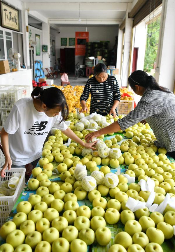 湖北恩施：“黄金梨”飘香