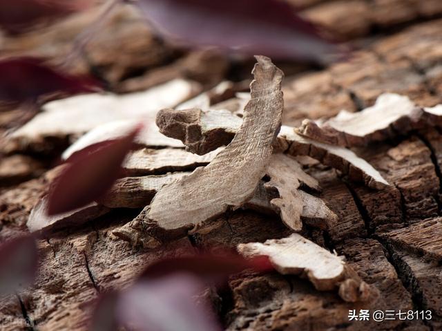 种植菖蒲能发大财，是真是假，请看完这篇文章