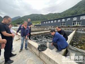 金鳟鱼 养殖(太白县建成全市最大的冷水鱼养殖基地)