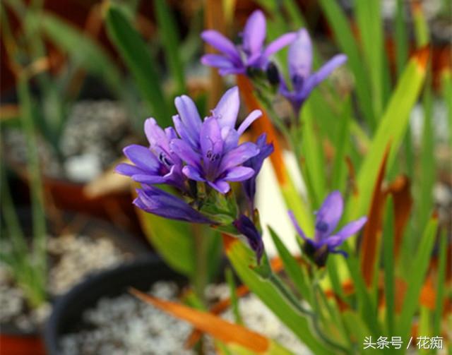 狒狒花，漂亮却小众的球根花，好养易种，秋植正合适！