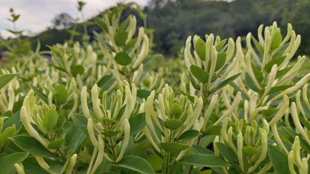 陕州区：金银花开“金银”来