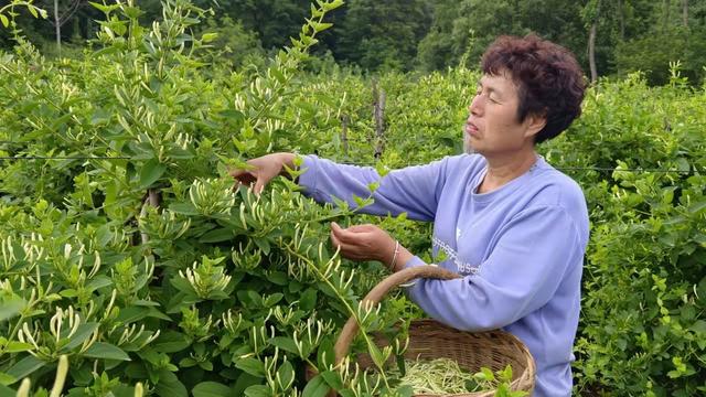 陕州区：金银花开“金银”来